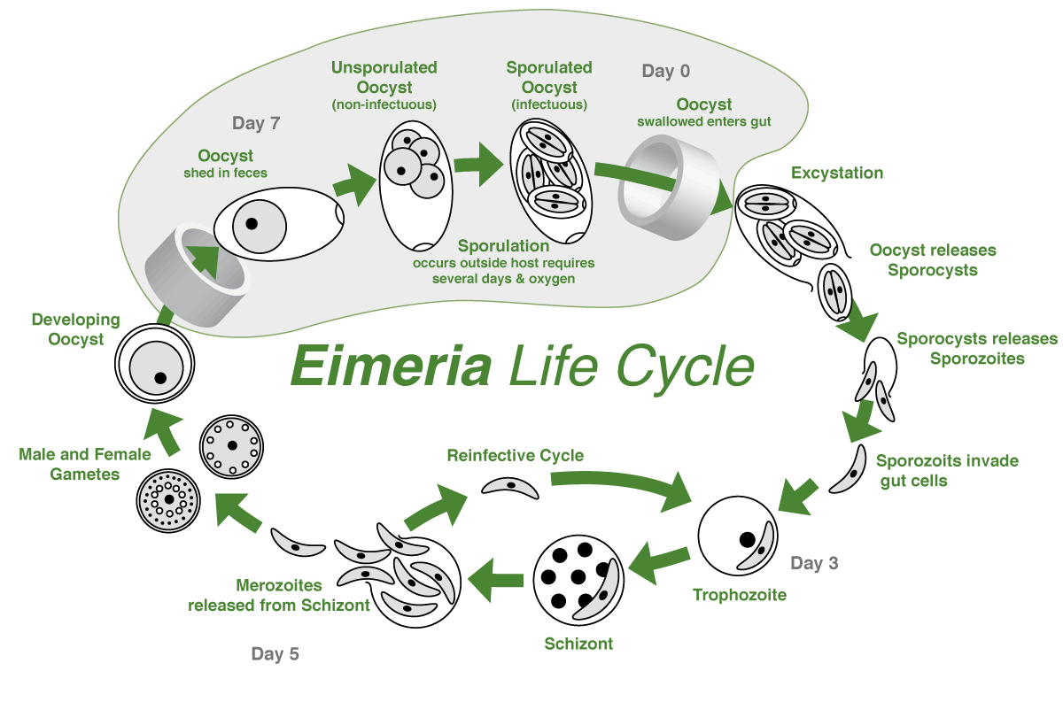 Eimeria Life Cyclus