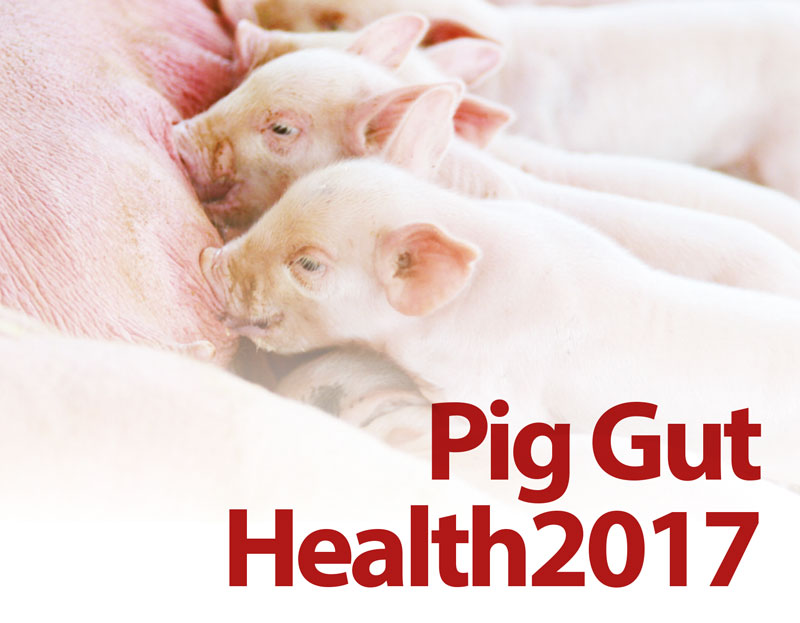 Pig Gut Health