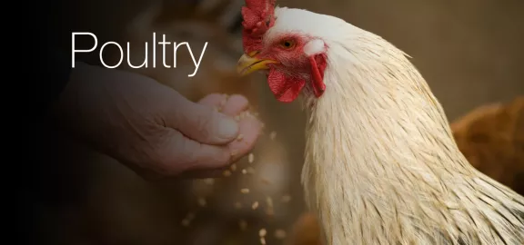 CTA Poultry
