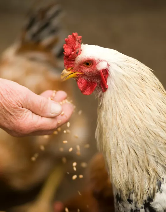 Chicken feed