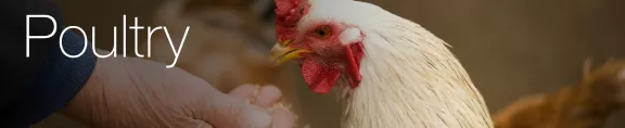 Poultry Intro