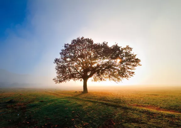 Family Tree