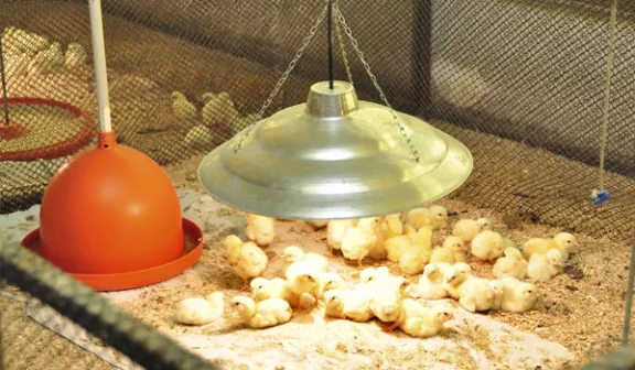 poultry in vivo station