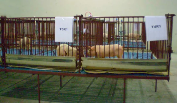 swine in vivo station